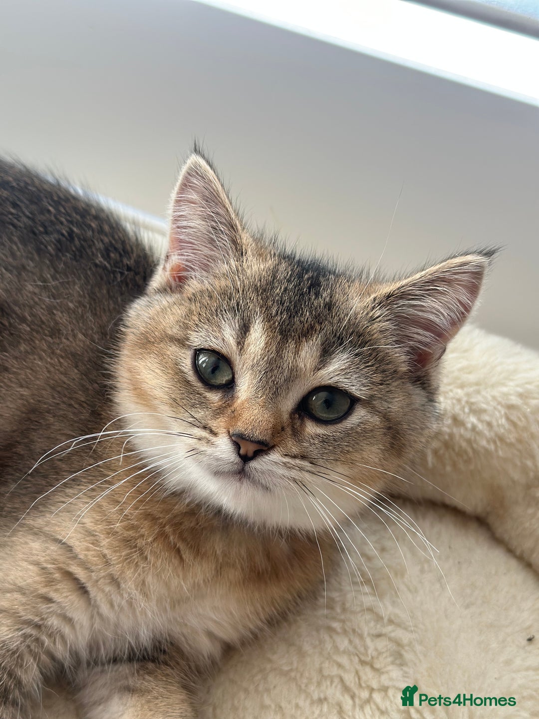 British Shorthair cats for sale: ‼️Ready now, last kitten left TICA registered  - Image 17