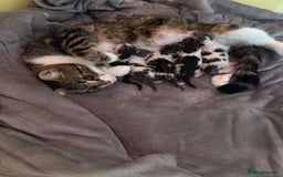 Mixed Breed cats for sale: 5 wee kittens needing homes. - Image 5