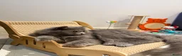 British Longhair cats for sale: British longhair kittens  - Advert 2