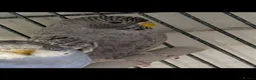 Budgerigars birds for sale: Breeding cages with budgies in Plymouth - Advert 5