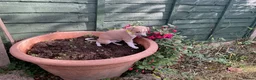 Italian Greyhound dogs for sale: Royal kennel club registered  - Advert 36