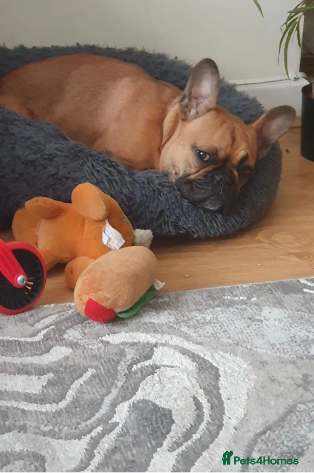 French Bulldog dogs for sale: 4 year old french Bulldog for rehoming in Merthyr Tydfil - Advert 2