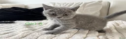 British Shorthair cats for sale: Beautiful British Shorthair Kittens- Ready to go - Advert 9