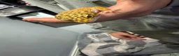 Leopard Gecko reptiles for sale: Male leopard gecko - Advert 5