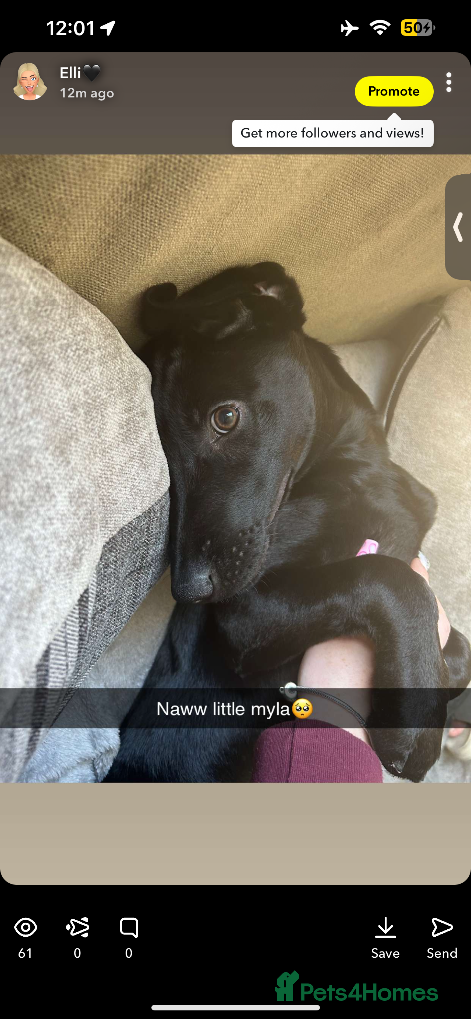 Mixed Breed dogs Malinois x Lab - Advert 1
