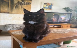 Maine Coon cats for sale: Pedigree ”TICA”  the last kitten left❣️ - Image 18