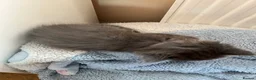Mixed Breed cats for sale: Beautiful very friendly long haired kittens  - Advert 17
