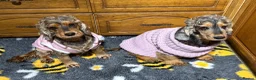 Cocker Spaniel dogs for sale: Beautiful Kc reg show type cocker spaniels  - Advert 14
