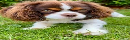 Cavalier King Charles Spaniel dogs for sale: Beautiful Tri colour King Charles 7 months old in Brighton - Advert 1