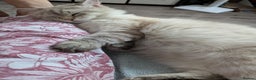 Siberian cats for sale: 1yr unneutred Neva masquerade Male Siberian - Advert 8