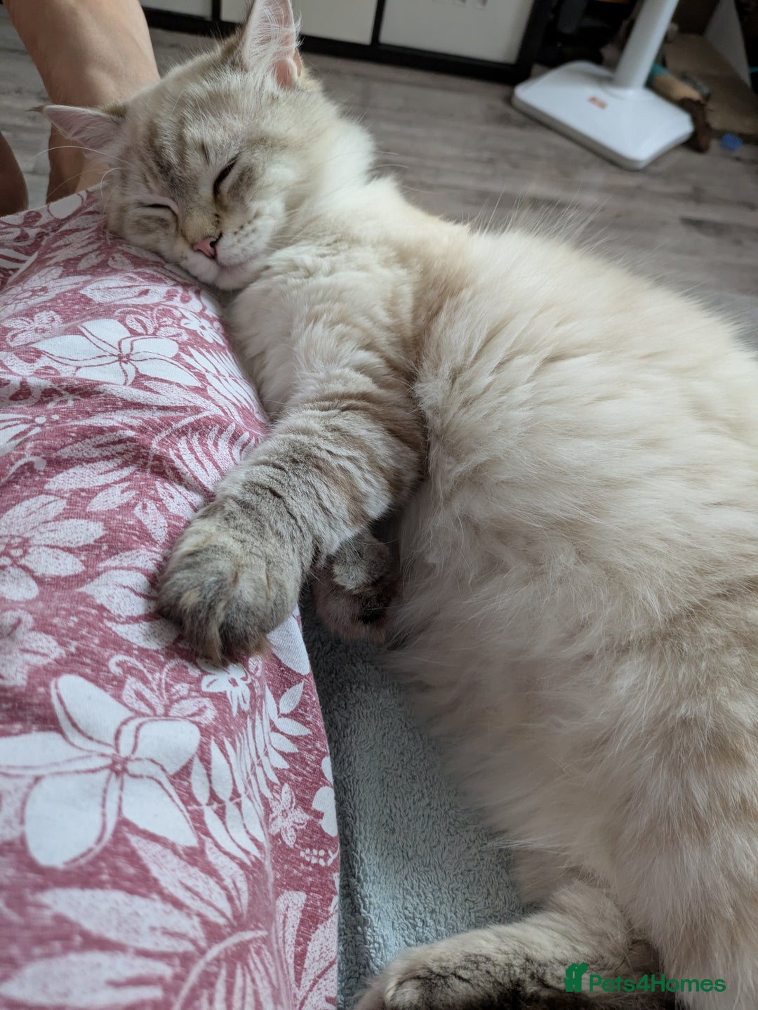 Siberian cats for sale: 1yr unneutred Neva masquerade Male Siberian - Advert 8