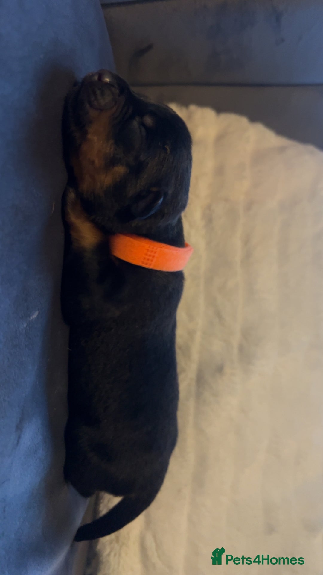 Rottweiler dogs for sale: 9 purebred Rottweiler puppies for sale - Advert 8