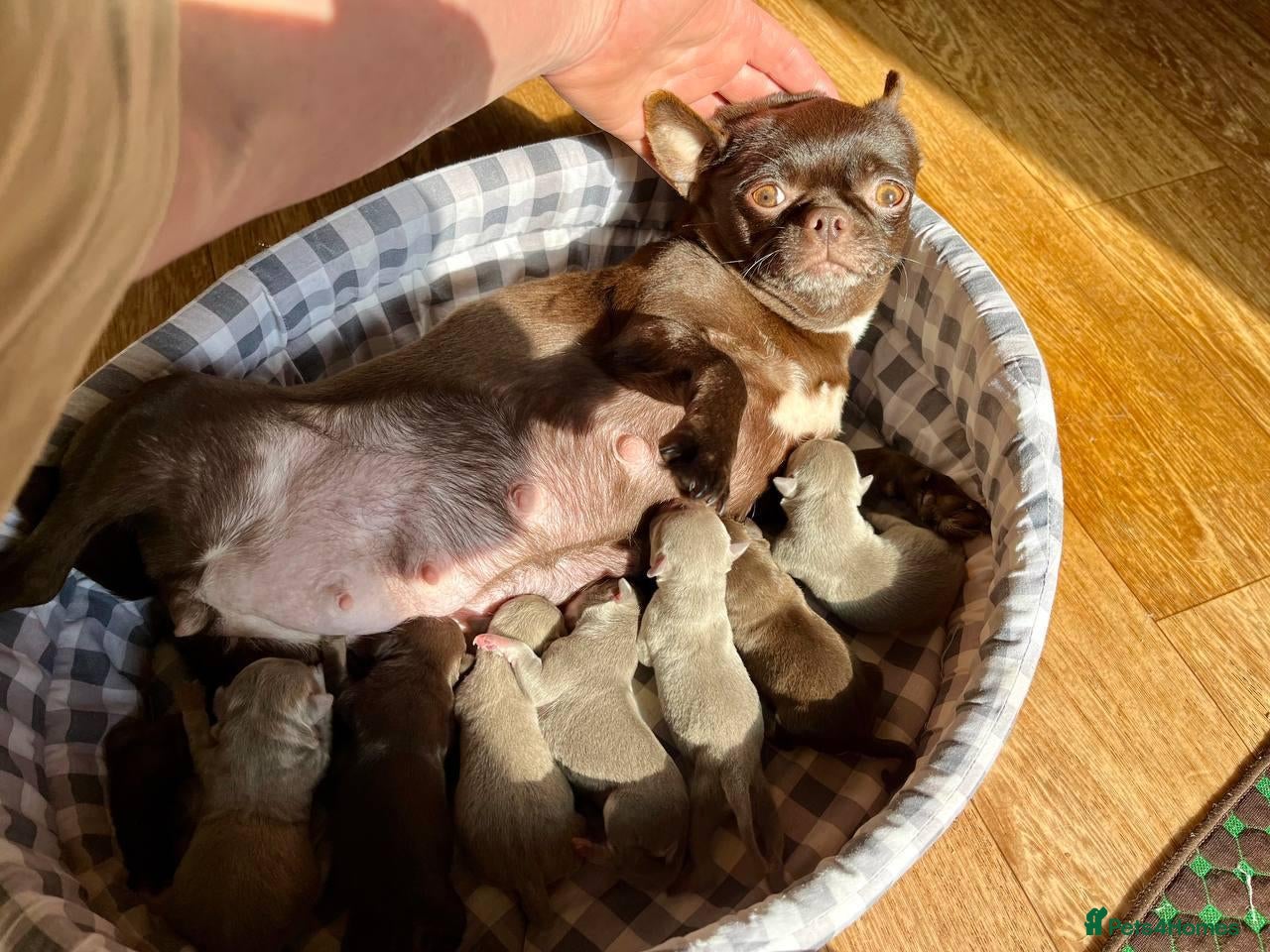 Chihuahua dogs Four Little Charms, Unique Personalities chihuahau - Advert 1