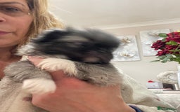 Pekingese dogs for sale: Top Quality Pekingese puppies  in Rugby - Image 18