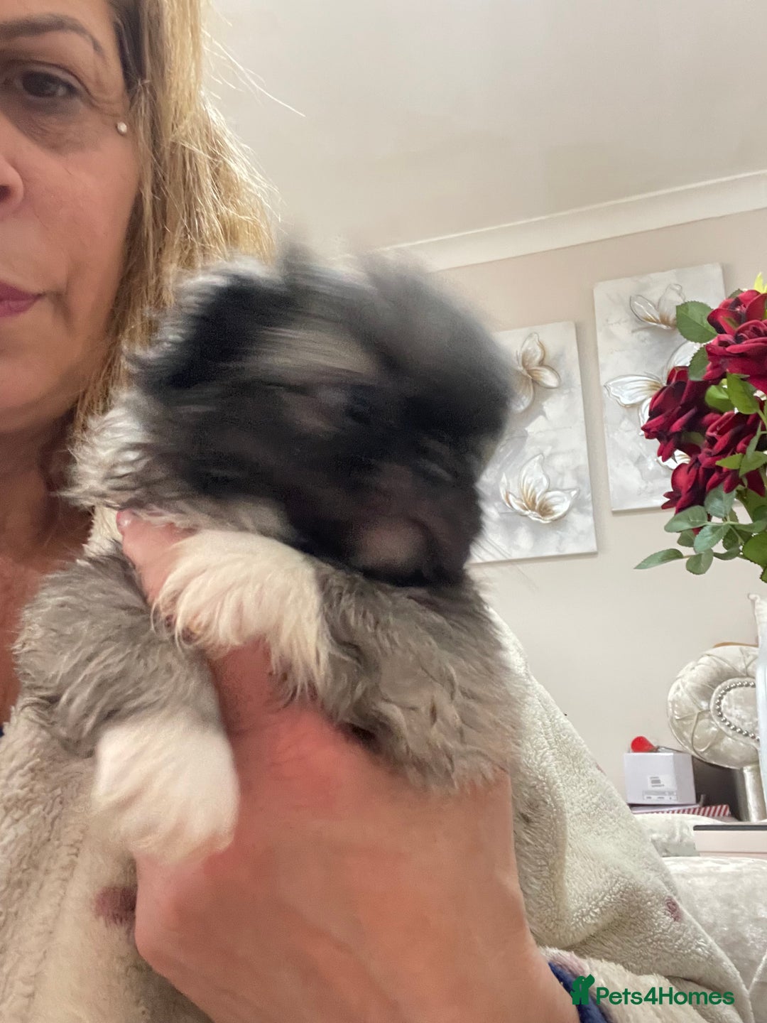 Pekingese dogs for sale: Top Quality Pekingese puppies  in Rugby - Image 18