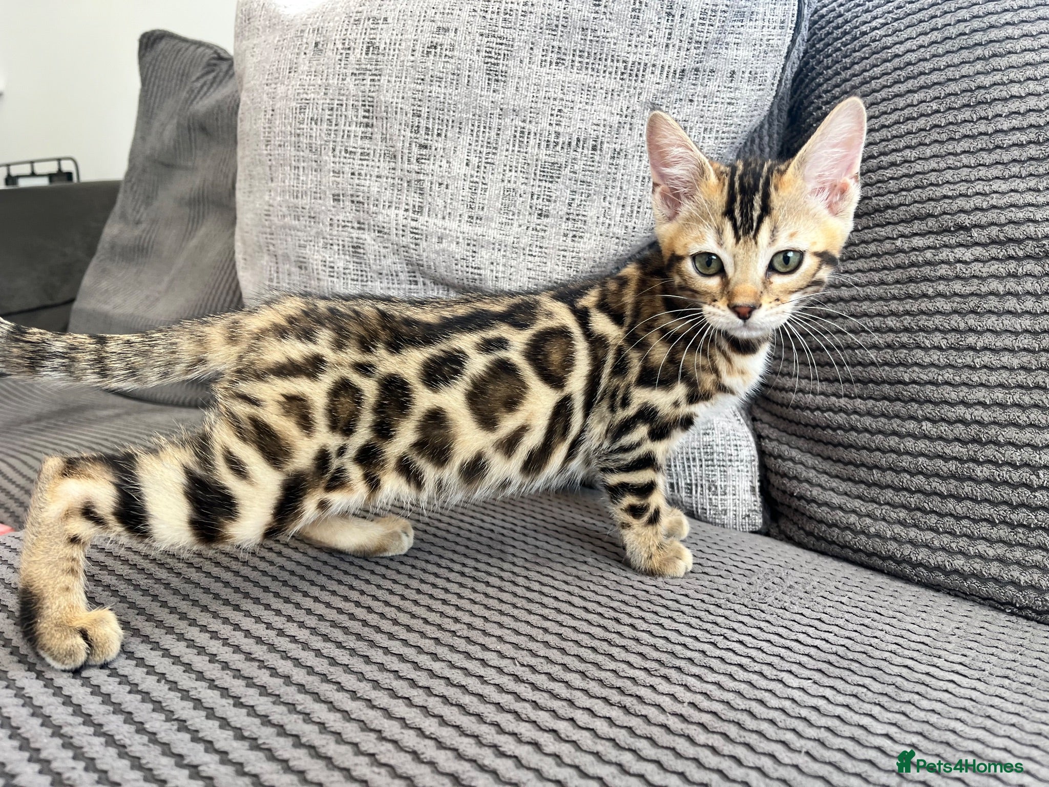 Bengal cats Stunning full pedigree registered bengal kittens  - Advert 1