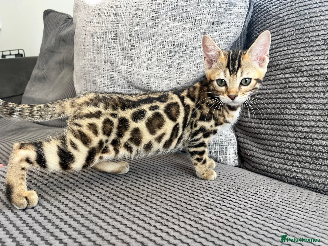 Bengal cats for sale: Stunning full pedigree registered bengal kittens  - Advert 1
