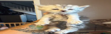 Maine Coon 3
