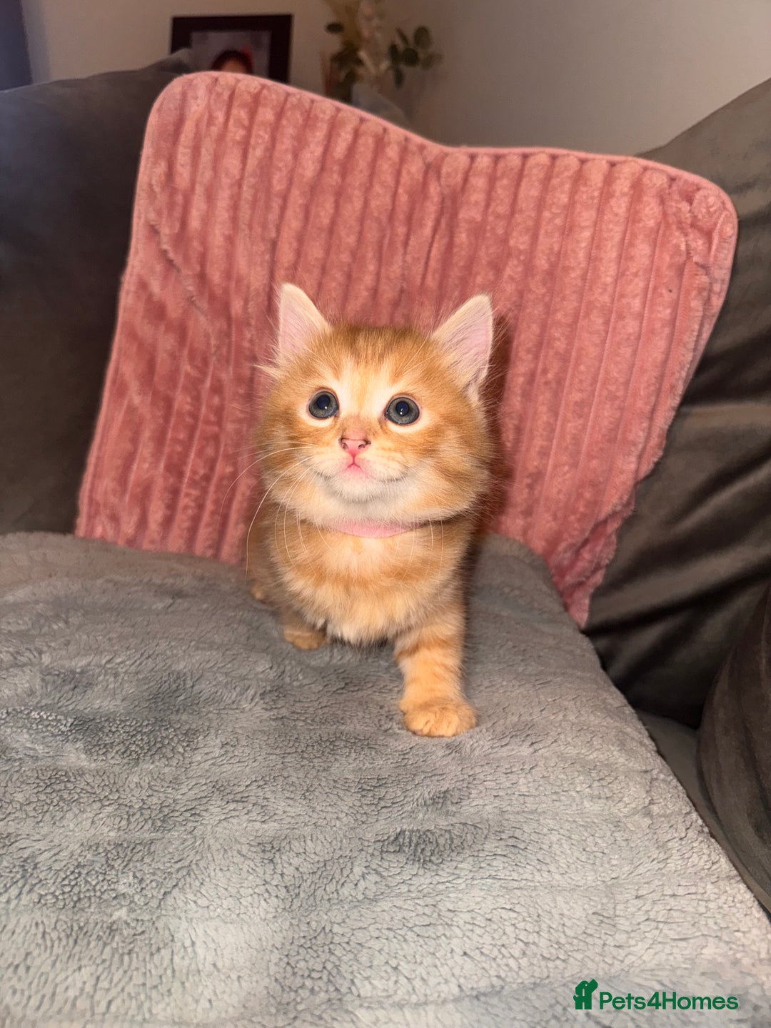 Mixed Breed cats for sale: Stunning mixed breed kittens  - Image 5