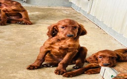 Irish Setter dogs for sale: Outstanding red Irish setters puppies - Image 11