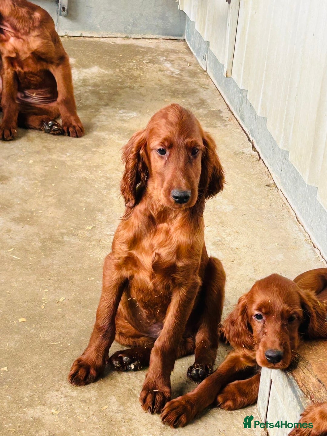 Irish Setter dogs for sale: Outstanding red Irish setters puppies - Image 11