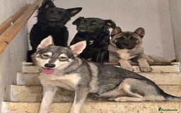 Akita dogs for stud: American akita proven stud  - Image 9