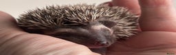 Pygmy Hedgehog rodents for sale: Girls Boys Ethically Bred African Pygmy Hedgehogs - Advert 6