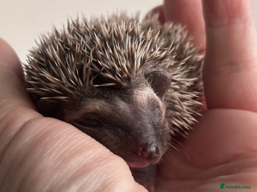 Pygmy Hedgehog rodents for sale: Girls Boys Ethically Bred African Pygmy Hedgehogs - Advert 6