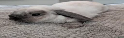 Dutch rabbits for sale: Rescue neutered and vaccinated rabbits - Advert 4