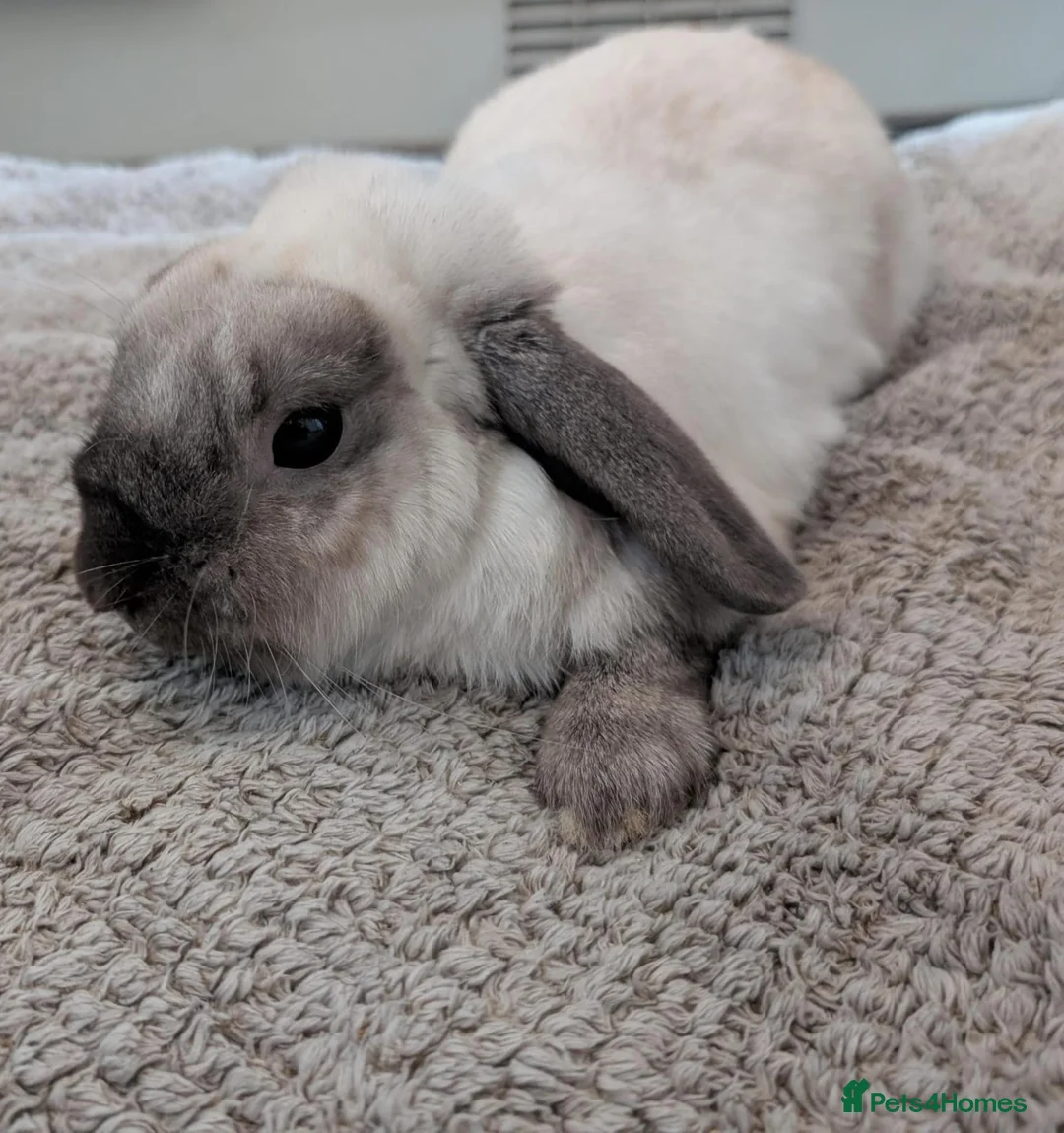 Dutch rabbits for sale: Rescue neutered and vaccinated rabbits - Advert 4