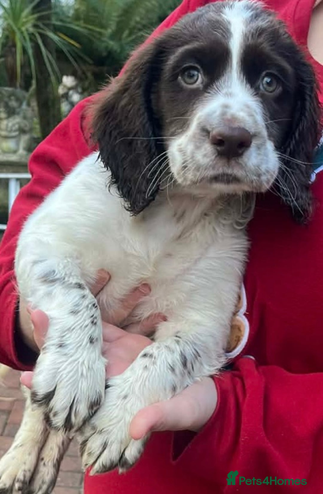 Cocker Spaniel dogs for sale: Male cocker spaniel puppy  - Advert 3
