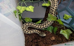 Garter Snake reptiles for sale: Gorgeous garter snake - Image 3