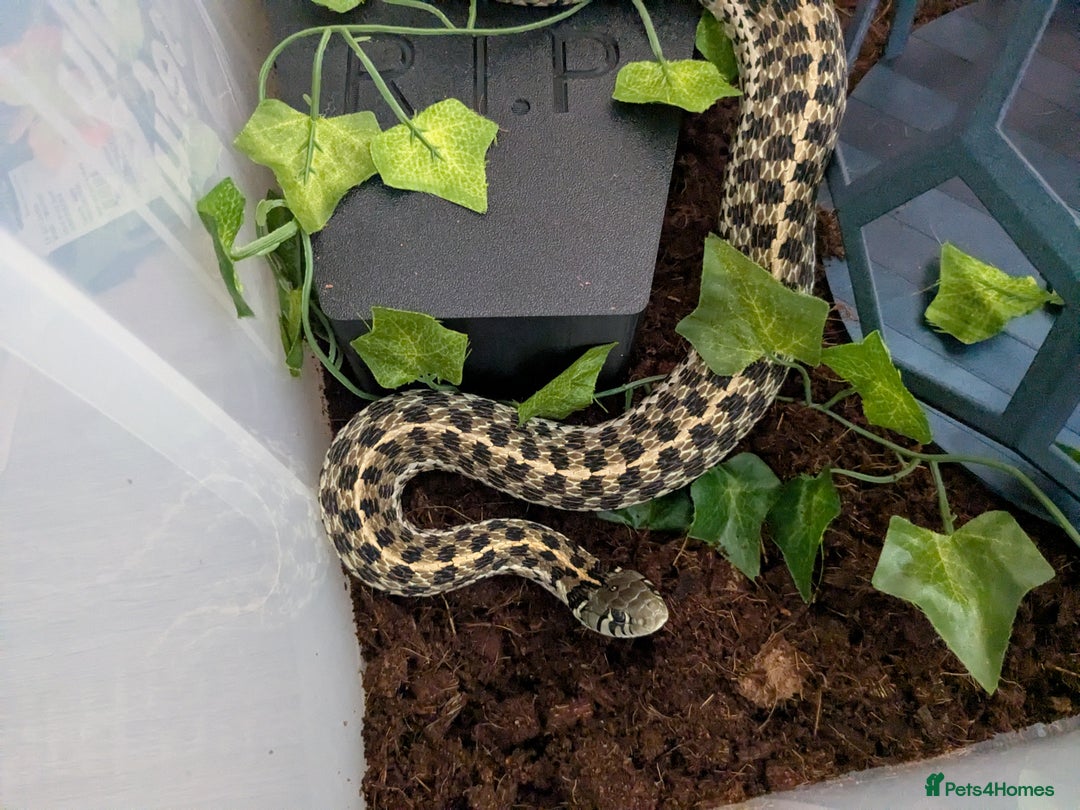 Garter Snake reptiles for sale: Gorgeous garter snake - Image 3