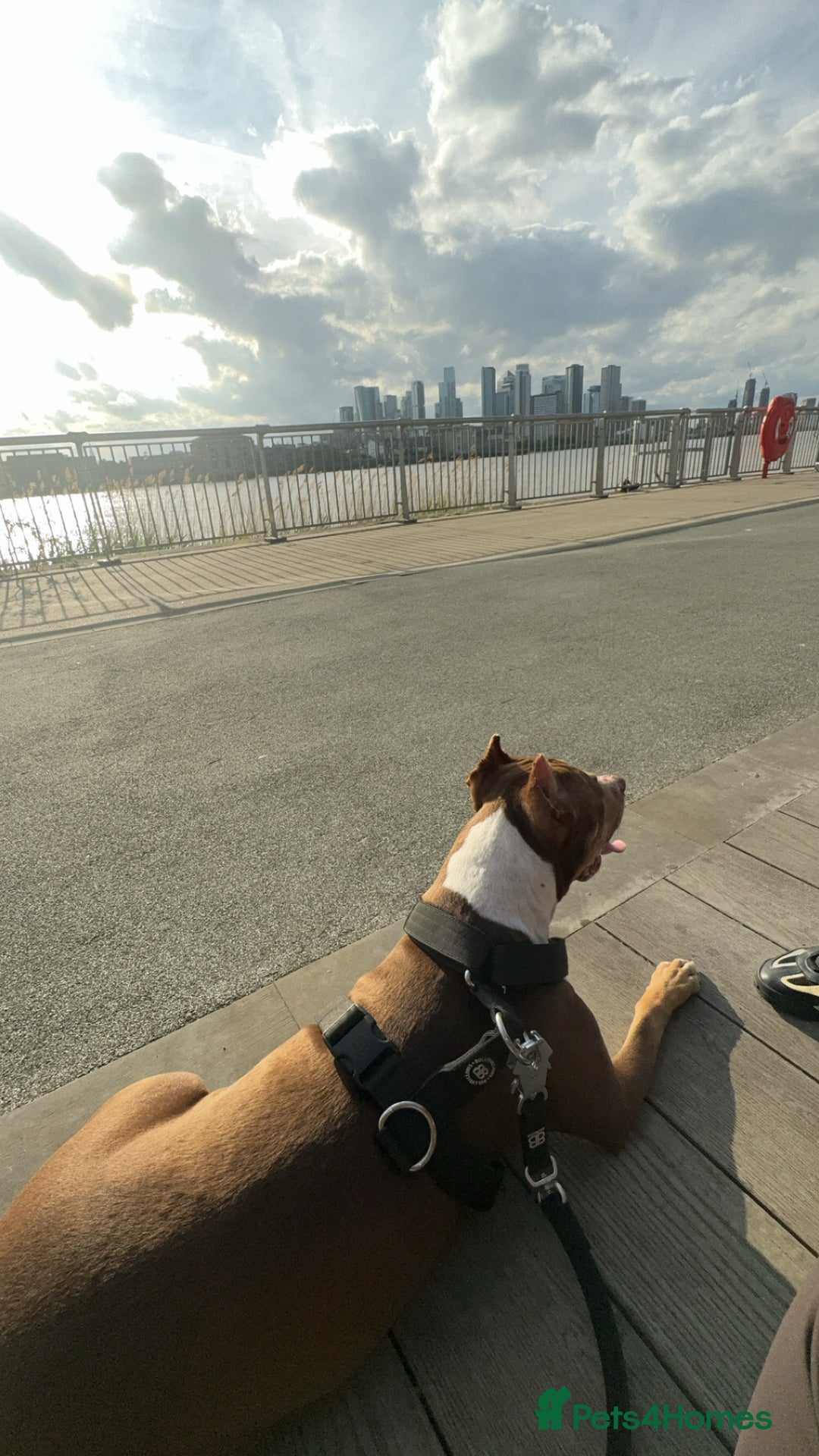 Mixed Breed dogs for sale: Roxyy - Advert 6