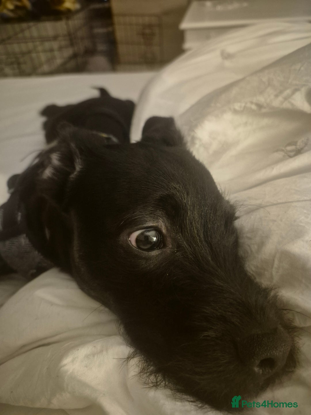 Mixed Breed dogs for sale: Male 450  - Advert 4