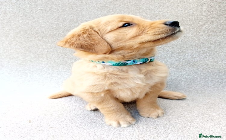 Golden Retriever dogs - Advert 2