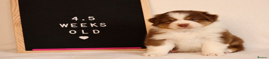 Australian Shepherd Puppy 9