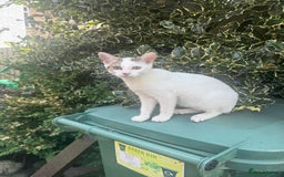 British Shorthair cats for sale: Flower - Image 1
