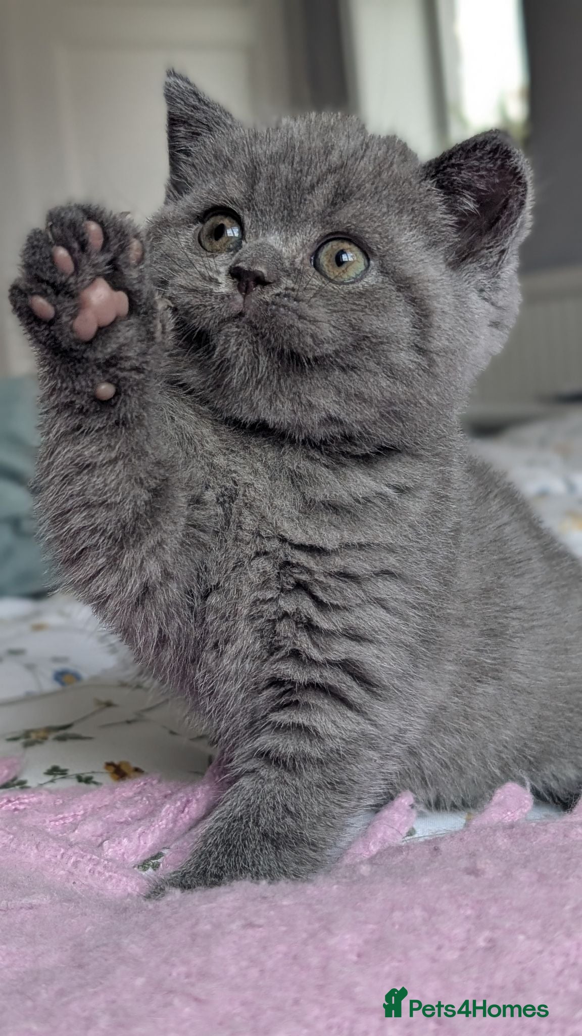 British Shorthair cats GCCF REGISTERED OUTSTANDING BRITISH SHORTHAIR  - Advert 1