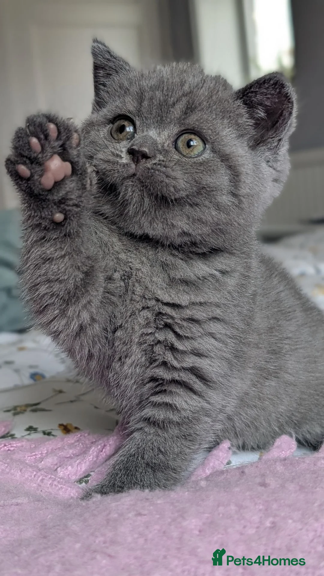 British Shorthair cats for sale: GCCF REGISTERED OUTSTANDING BRITISH SHORTHAIR  - Advert 2