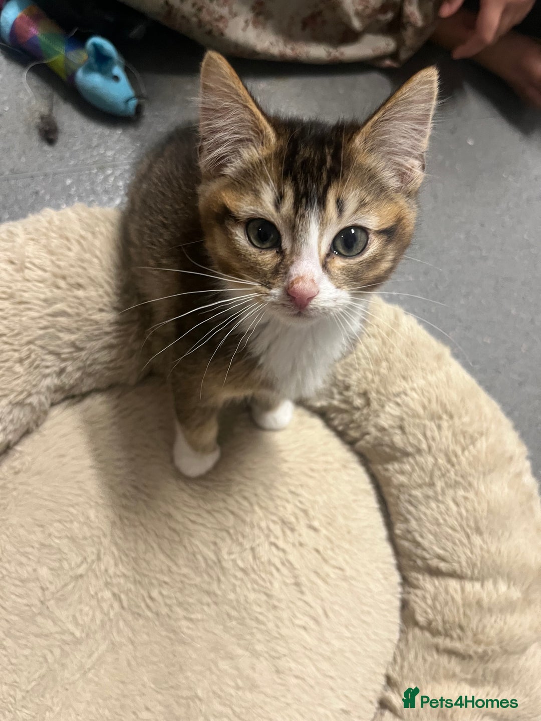 Siberian cats for sale: 🐾 Beautiful Siberian mixed green eyed boy Kitten - Advert 9