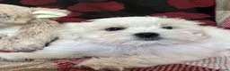 Mixed Breed dogs for sale: shichon x maltese puppies for sale  - Advert 14