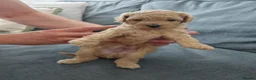 Mixed Breed dogs for sale: Cavapoochon puppies  - Advert 33