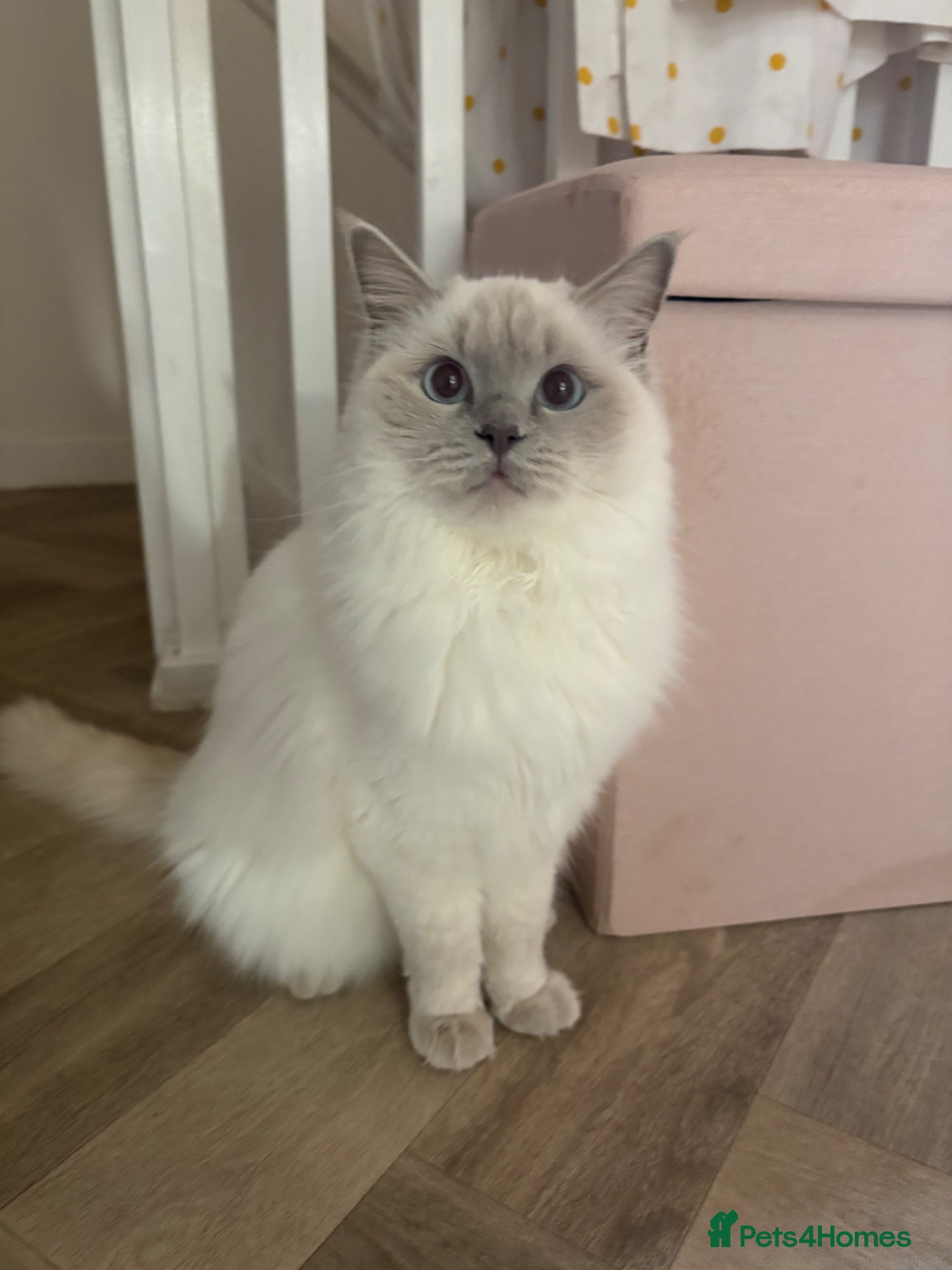 Ragdoll cats Beautiful rare Ragdoll x Bengal kittens 🐱  - Advert 1
