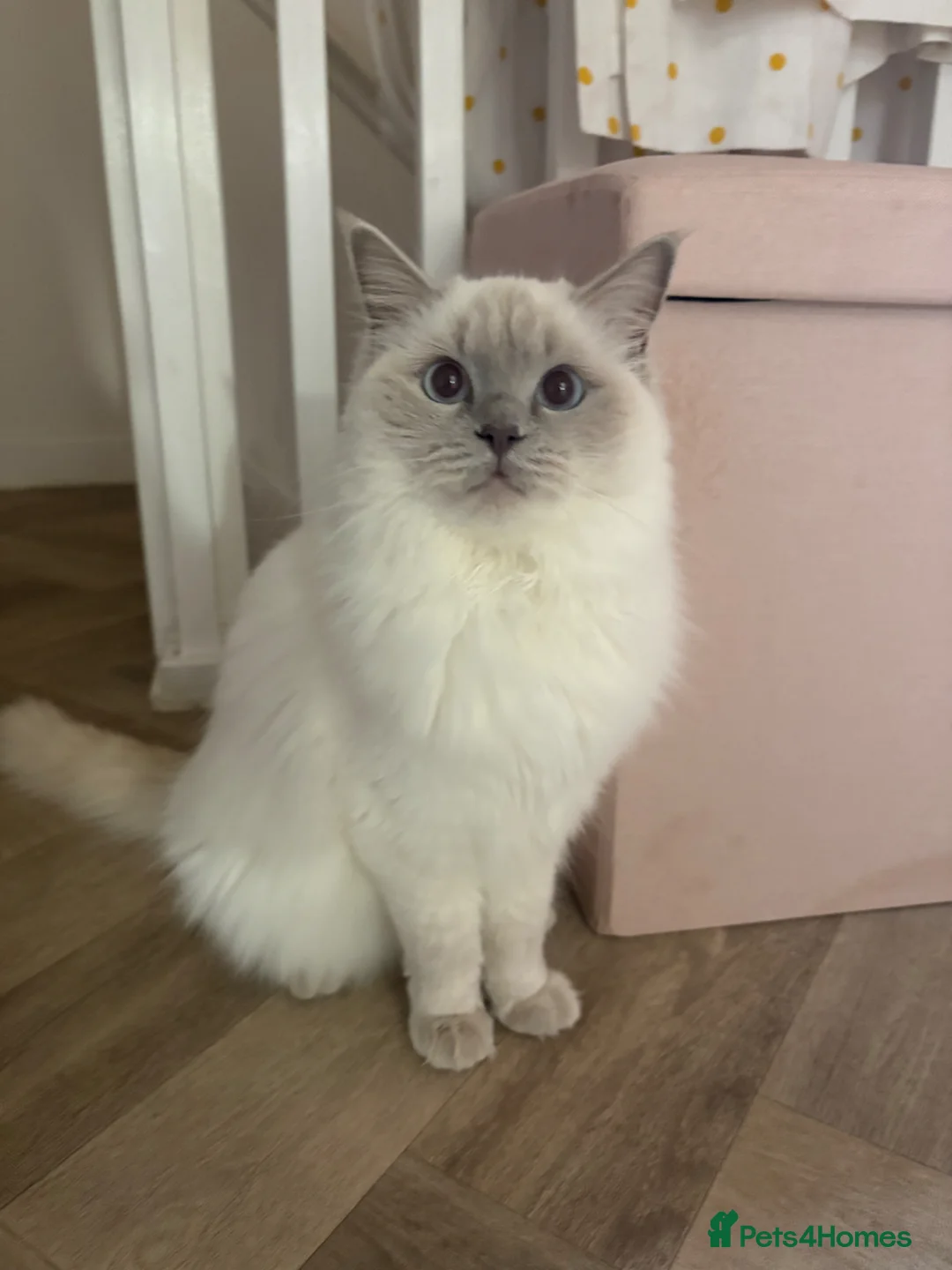 Ragdoll cats for sale: Beautiful rare Ragdoll x Bengal kittens 🐱  - Advert 1