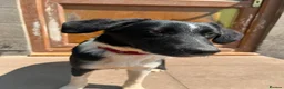 Mixed Breed dogs for adoption: Meet Charlie, currently residing in Cheshire  - Advert 3