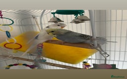 Budgerigars birds for sale: 1 blue and yellow and 1 white and blue budgies - Image 4