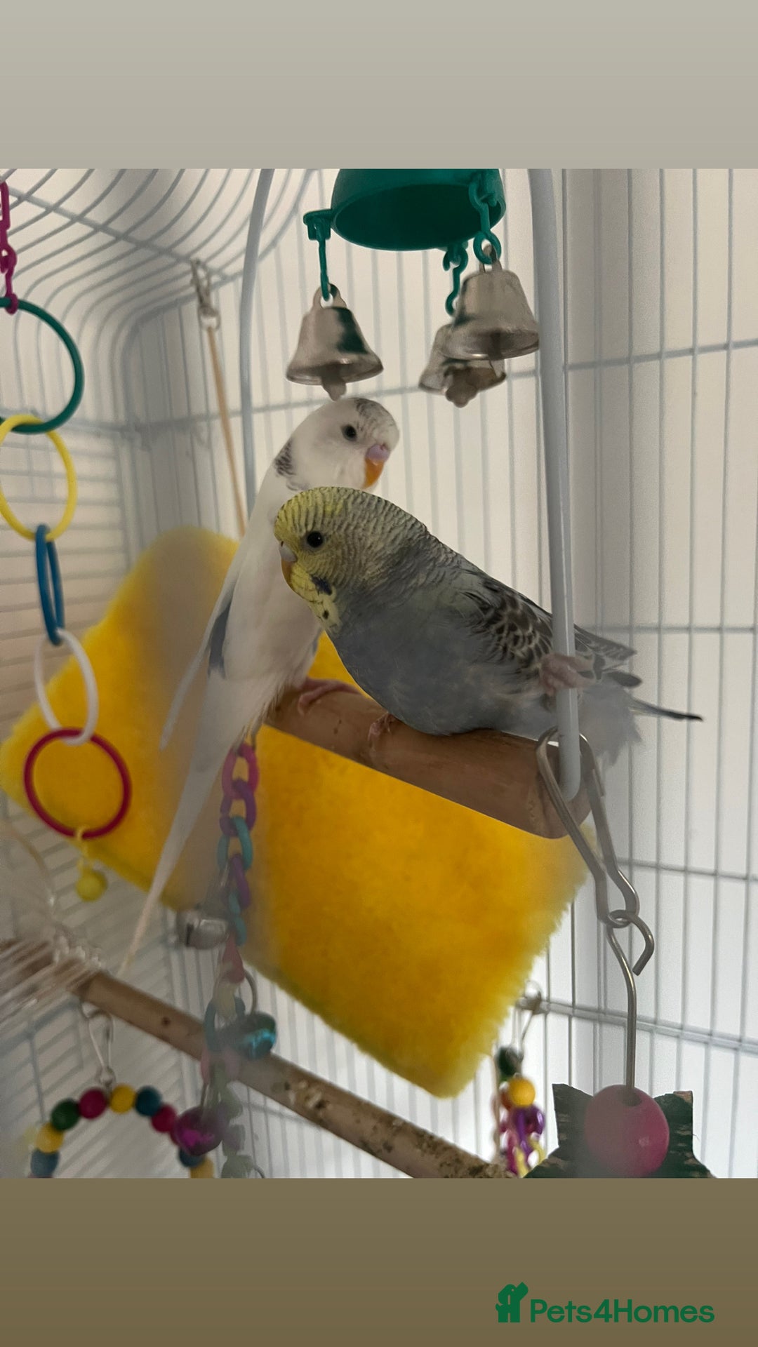 Budgerigars birds for sale: 1 blue and yellow and 1 white and blue budgies - Image 4
