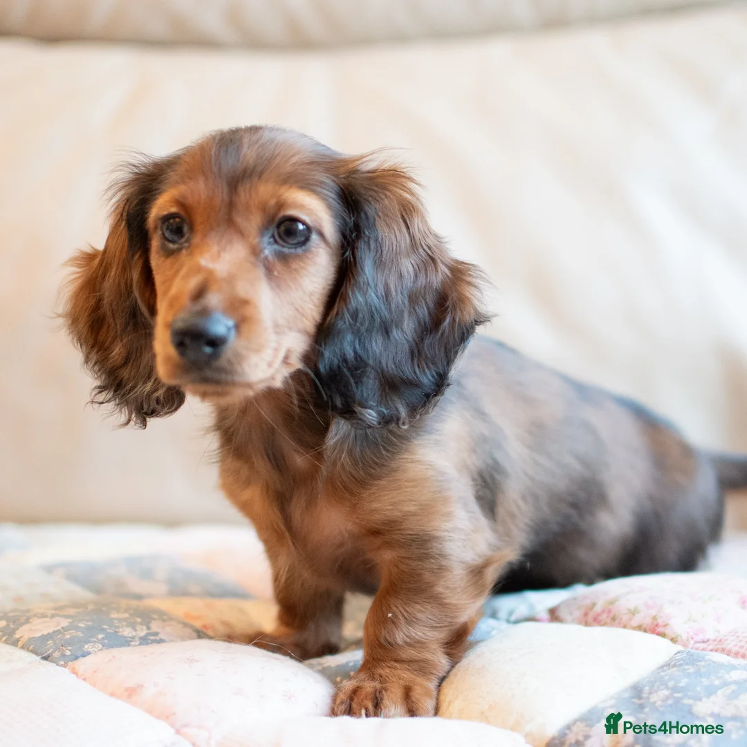 Miniature Dachshund dogs for sale:  Miniature Long-Haired Dachshund Puppies–Red Merle - Advert 12