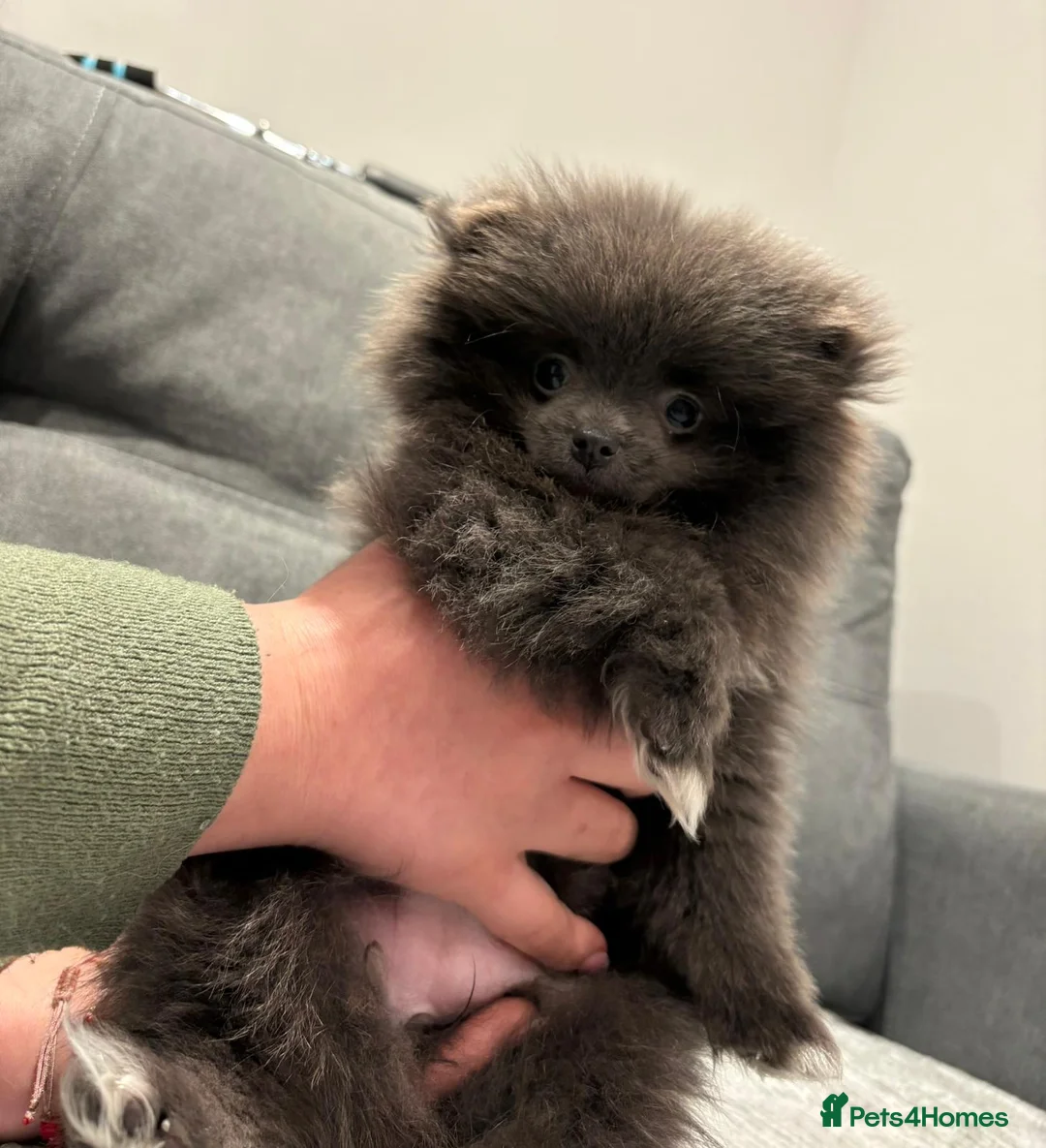 Pomeranian dogs for sale: Blue Pomeranian puppy - Advert 2